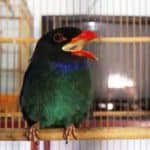 harga burung tengkek buto di pasaran