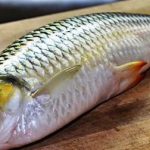 harga ikan jelawat per kg