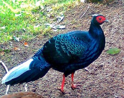 Harga Ayam Hutan Biru