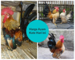 Harga Ayam Kate Hari ini