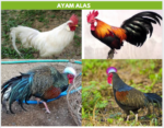 ayam alas