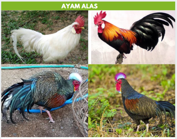 ayam alas