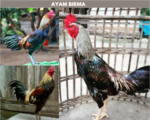 ayam birma ori import