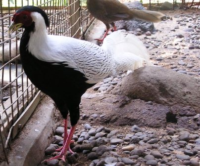 harga ayam hutan putih