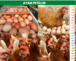 harga ayam petelur