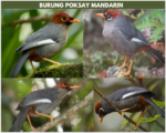 burung poksay mandarin