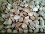 Harga Bawang Putih