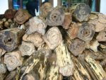 Harga Kayu Gaharu buaya