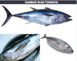 gambar ikan tongkol