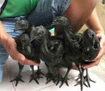 Harga Ayam Hitam