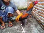 Harga Ayam Pakhoy