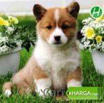 Harga Anjing Corgi