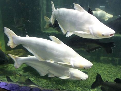 Informasi Harga ikan Patin 1 kg Albino Besar November 2024