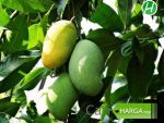 Harga buah mangga