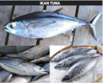 Ikan Tuna