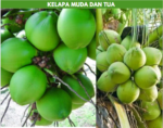 harga kelapa muda