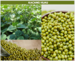 Gambar kacang hijau