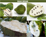 gambar buah sirsak