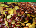 Gambar jengkol