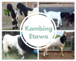 harga kambing etawa terbaru 2021 2022 2023 2024 2025