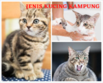 gambar Kucing Kampung