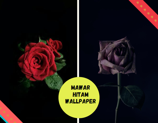 Mawar Hitam Wallpaper