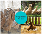 Harga Bebek Per Ekor