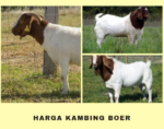 Harga Kambing Boer