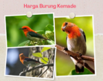 Harga Burung Kemade