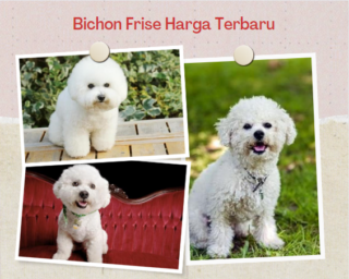 Bichon Frise Harga