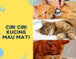 Ciri Ciri Kucing Mau Mati