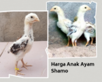 Harga Anak Ayam Shamo