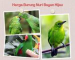 Harga Burung Nuri Bayan Hijau