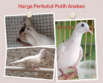 Harga Perkutut Putih