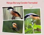 Harga Burung Cendet Termahal