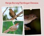 Harga Burung Flamboyan Dewasa