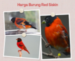 Harga Burung Red Siskin