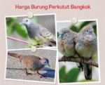 Harga Burung perkutut bangkok